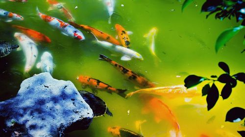 High angle view of koi carps swimming in pond