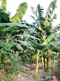 Close-up of tree by plants on field