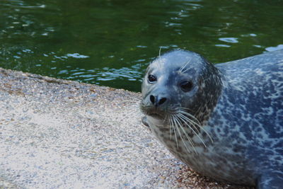 Close-up of sea lion in water