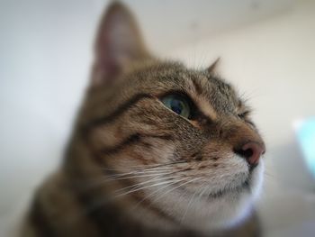 Close-up of cat looking away