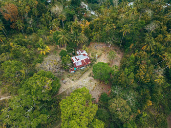 High angle view of trees in forest