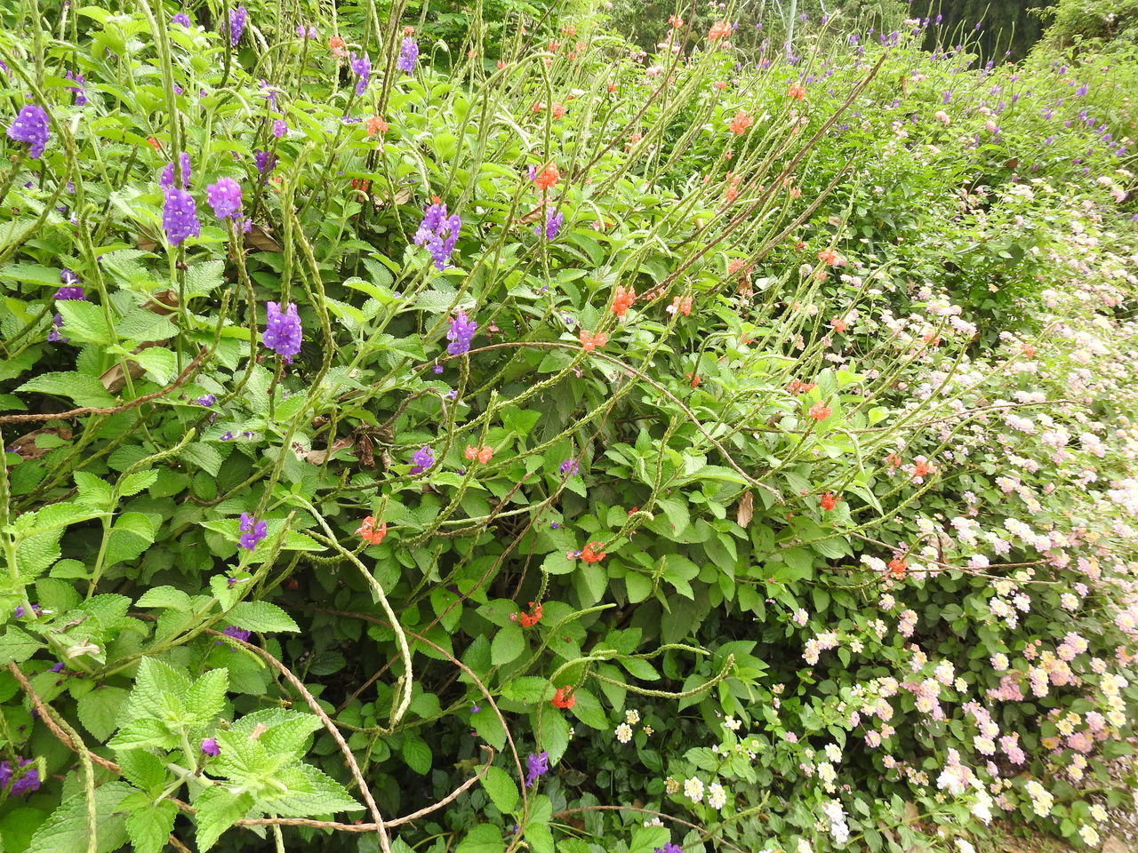 HIGH ANGLE VIEW OF PURPLE FLOWERING PLANTS