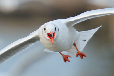 Close-up of swan in water