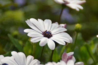 Close-up of white osteospermums blooming outdoors