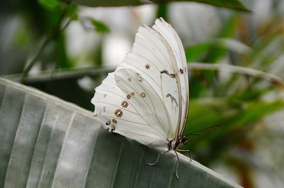 Close-up of butterfly on white flower