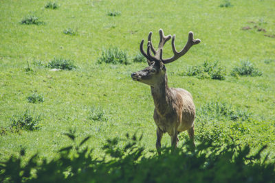 Deer standing in a field