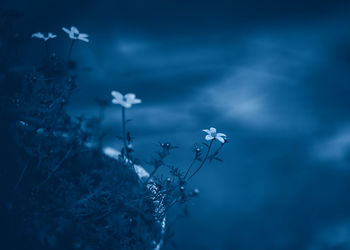 Close-up of plant in dark outdoors