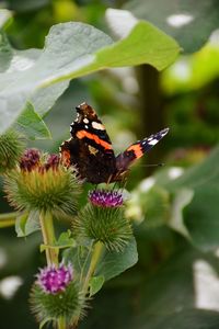 Close-up of butterfly pollinating on purple flower