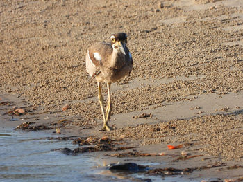 View of bird on beach