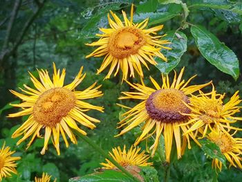 Close-up of yellow flowering plant