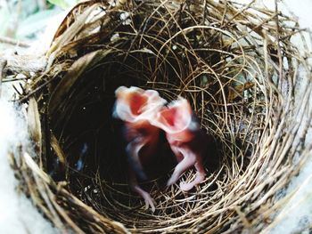 Close-up of birds in nest