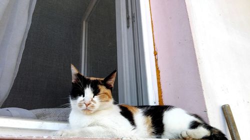 Close-up of cat sitting outdoors