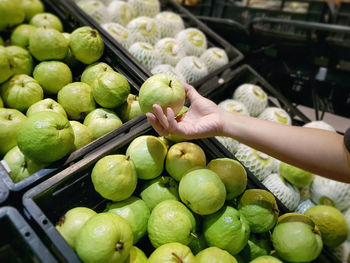 Hand picking a fresh green guava fruit at super market