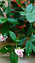 Close-up of pink rose plant