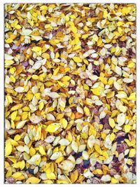 Full frame shot of leaves