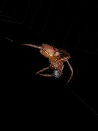 Close-up of spider on web against black background