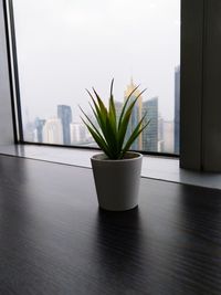 Close-up of potted plant on window sill at home