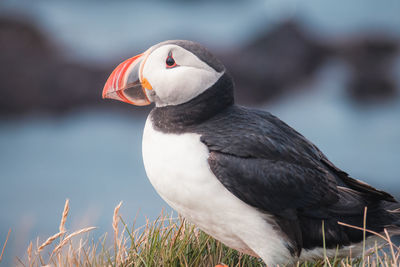 Close-up of bird perching on field