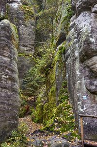 Moss growing on rock in forest