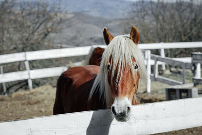 Horse Mammal