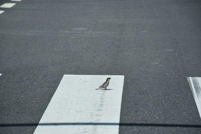 High angle view of a bird on road