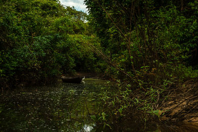 Scenic view of lake in forest