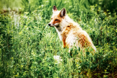 Fox on grass