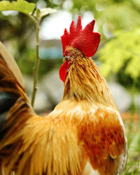 Close-up of rooster