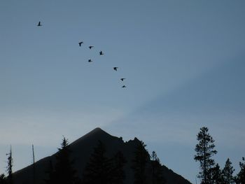 Low angle view of birds flying in sky