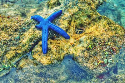 Close-up of starfish on sea shore
