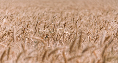 Full frame shot of wheat field