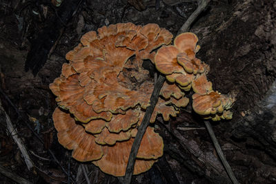 High angle view of mushrooms growing on tree trunk