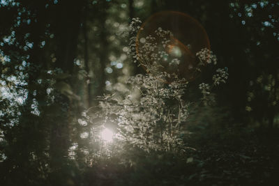 Close-up of sun shining through trees in forest