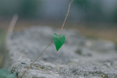 Close-up of small heart shape on rock