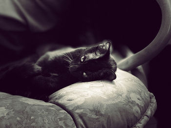 Black cat resting on bed at home