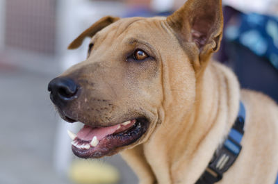 Close-up portrait of dog