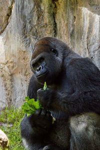 Gorilla holding leaves by rock