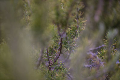 Close-up of flowering plants on field