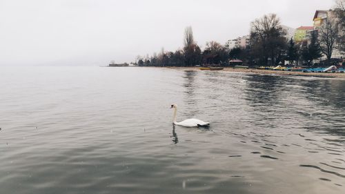 Swan swimming on lake against sky