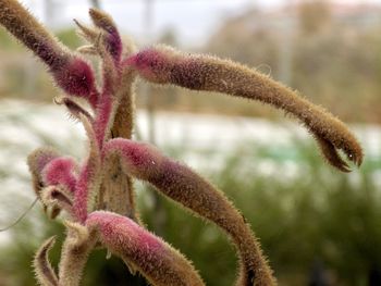 Close-up of pink flowering plant