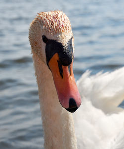 Close-up of swan swimming in lake