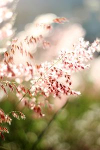 Close-up of pink cherry blossoms