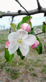 Close-up of pink cherry blossoms in spring