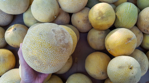 Hand picking a melon