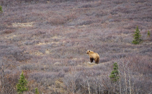 View of a bear on land