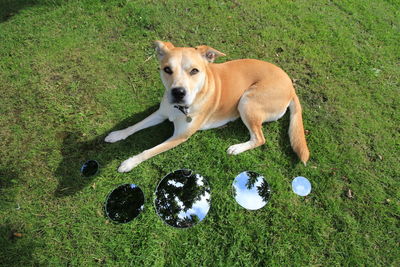 Dog lying on grass