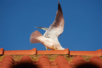 Low angle view of seagull against clear blue sky