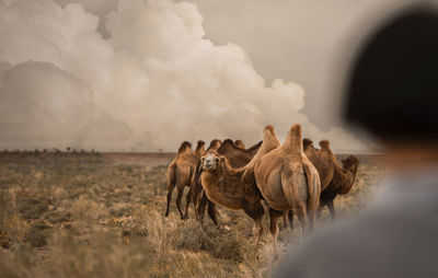 Horses on field