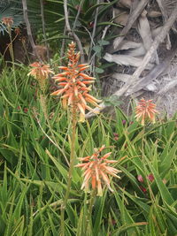 Close-up of red flowers on field