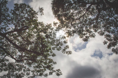 Low angle view of trees against sky